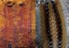 Spiny, armored slug reveals ancestry of molluscs
