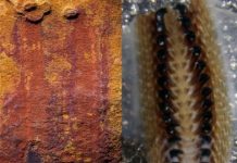Spiny, armored slug reveals ancestry of molluscs
