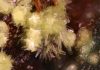 Three new uranium minerals from Utah