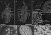 Trilobite eggs in New York