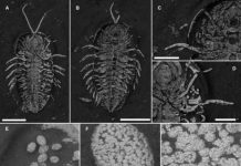 Trilobite eggs in New York