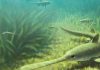 ‘Tully monster’ mystery is far from solved, group argues