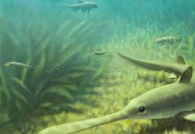 ‘Tully monster’ mystery is far from solved, group argues