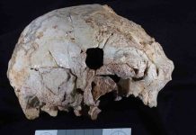 400,000-year-old fossil human cranium is oldest ever found in Portugal