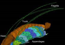 430 million-year-old fossil named after Sir David Attenborough