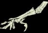 Ancient fossil reveals the evolution of bird legs for the first time