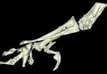 Ancient fossil reveals the evolution of bird legs for the first time