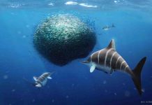 Ancient reptile mystery solved as two extinct species found to be the same