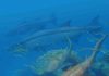 Ancient southern China fish may have evolved prior to the ‘Age of Fish’