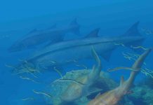 Ancient southern China fish may have evolved prior to the ‘Age of Fish’