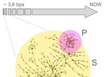 Biochemical ‘fossil’ shows how life may have emerged without phosphate