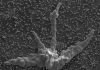 Fossil or inorganic structure? Scientists dig into early life forms