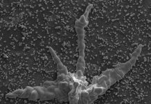 Fossil or inorganic structure? Scientists dig into early life forms