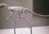 How dinosaurs learned to stand on their own two feet