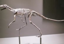 How dinosaurs learned to stand on their own two feet