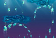 How plankton cope with turbulence