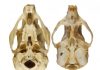 Human skull evolved along with two-legged walking, study confirms