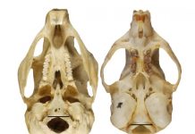 Human skull evolved along with two-legged walking, study confirms