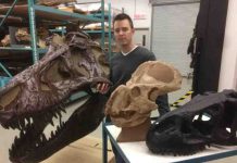 Male or female? Scientist challenges evidence of sex differences among dinosaurs