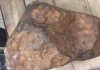 Mega Meteorite “Largest Space Rock Ever Found in State”