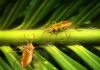 Mid-Mesozoic beetle in amber stirs questions on rise of flowering plants and pollinators