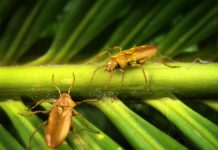 Mid-Mesozoic beetle in amber stirs questions on rise of flowering plants and pollinators