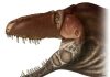 New dinosaur species sheds light on evolution, provides facial makeover for tyrannosaurs