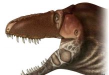New dinosaur species sheds light on evolution, provides facial makeover for tyrannosaurs