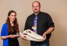 New research disproves common assumption on cranial joints of alligators, birds, dinosaurs