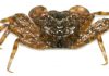 New species of terrestrial crab found climbing on trees in Hong Kong