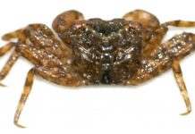 New species of terrestrial crab found climbing on trees in Hong Kong