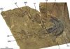 New study identifies ancient shark ancestors