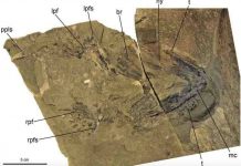 New study identifies ancient shark ancestors