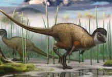 New study shakes the roots of the dinosaur family tree