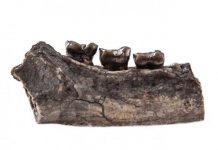 Newfound primate teeth take a big bite out of the evolutionary tree of life