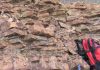 One of greatest mass extinctions was due to an ice age and not to Earth’s warming