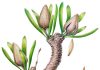 Paleontologists find fossil relative of Ginkgo biloba