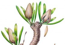 Paleontologists find fossil relative of Ginkgo biloba