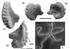 Paleozoic echinoderm hangover: Waking up in the Triassic