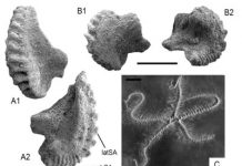 Paleozoic echinoderm hangover: Waking up in the Triassic