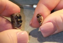 Pattern of mammal dwarfing during global warming