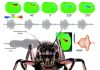 Rare cricket family sheds light on extinct Jurassic species’ acoustics