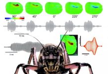 Rare cricket family sheds light on extinct Jurassic species’ acoustics