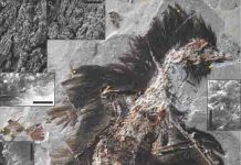 Scientists make new discovery about bird evolution