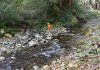 Study shows how river channels adjust to large sediment supplies
