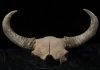 The controversial origin of a symbol of the American west
