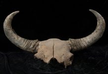 The controversial origin of a symbol of the American west