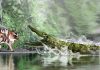 The last caimans living in Spain