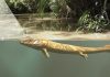 Vision, not limbs, led fish onto land 385 million years ago