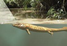 Vision, not limbs, led fish onto land 385 million years ago